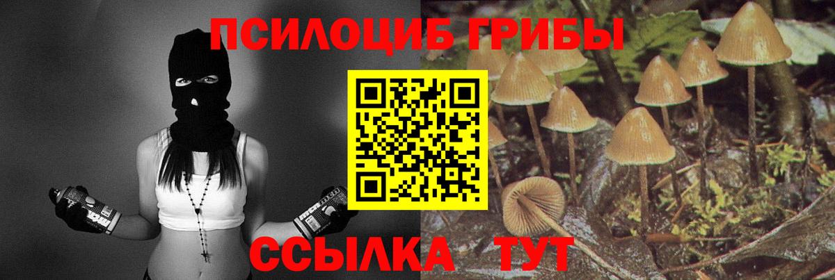 Советская Гавань  Галлюциногенные грибы прущие грибы  Вход с VPN  Псилоцибиновые грибы Psilocybine cubensis 